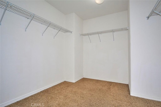 walk in closet with carpet floors