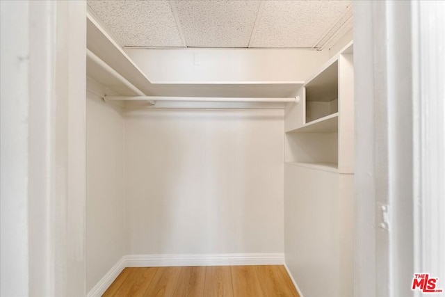 spacious closet featuring a drop ceiling and hardwood / wood-style floors