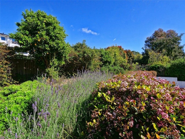 view of local wilderness