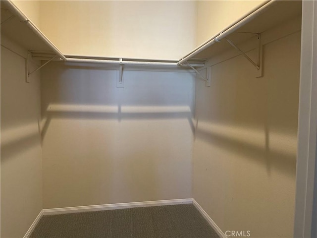 spacious closet featuring carpet floors