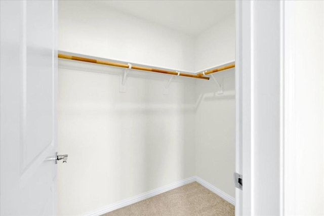 spacious closet featuring carpet