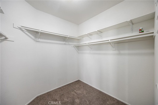 walk in closet featuring carpet floors