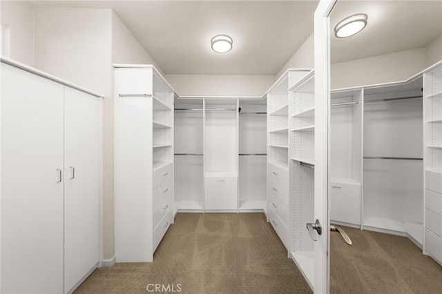 walk in closet featuring carpet flooring