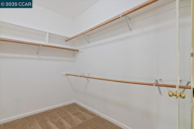 spacious closet with carpet floors