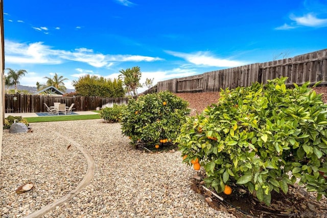 view of yard featuring a patio area