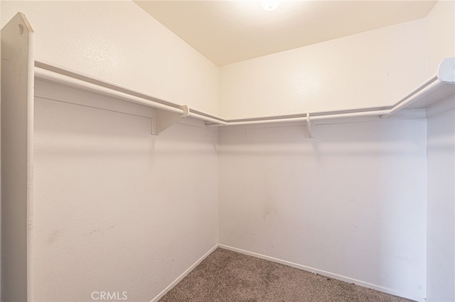 spacious closet with carpet