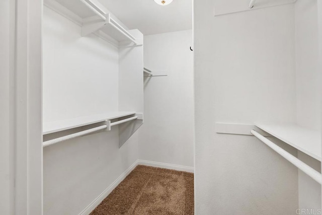 walk in closet featuring carpet floors