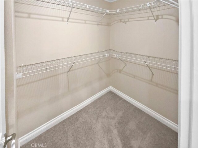 walk in closet featuring carpet flooring