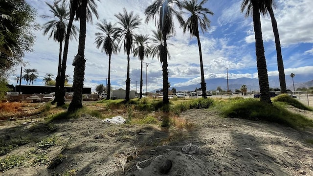 view of local wilderness