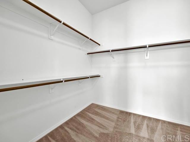 spacious closet featuring carpet