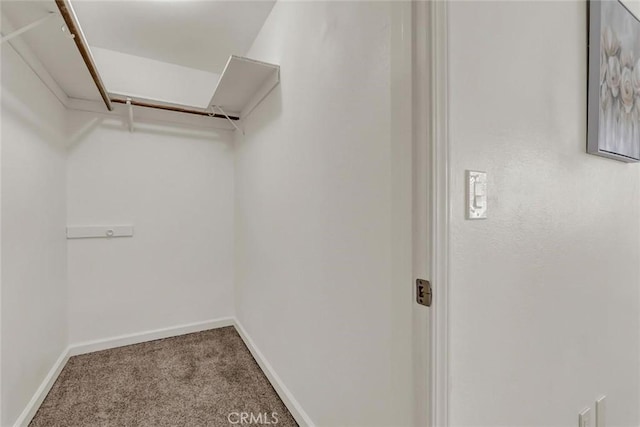 walk in closet featuring carpet floors