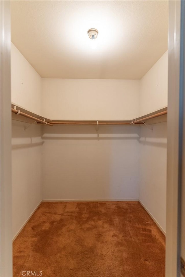 spacious closet featuring carpet floors