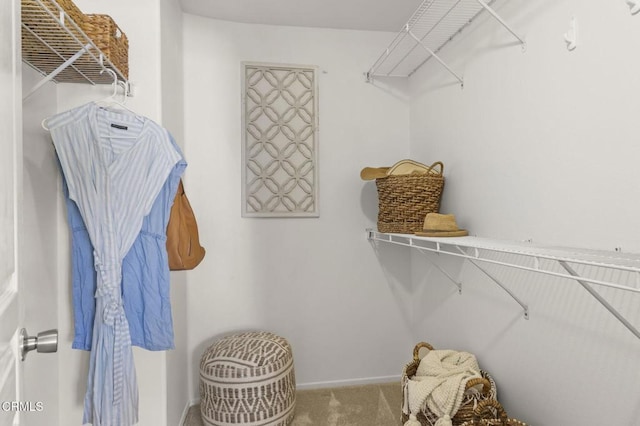 spacious closet featuring carpet flooring