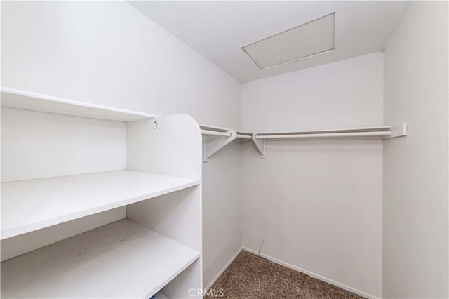 spacious closet featuring attic access and carpet