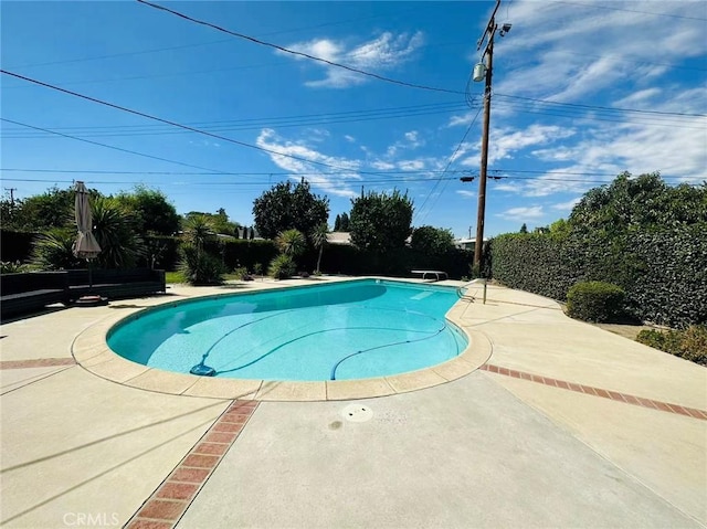 view of pool with a patio and a diving board