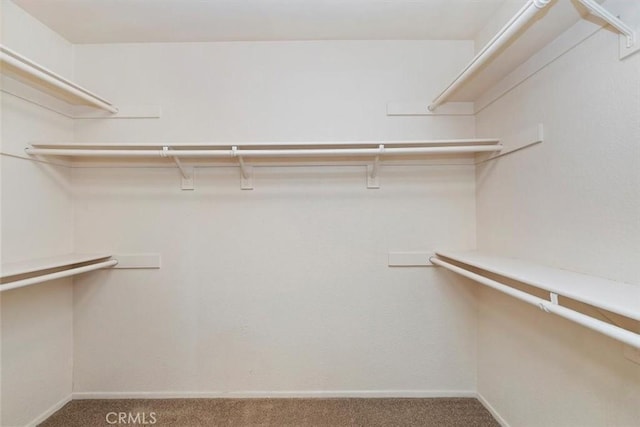 spacious closet with carpet