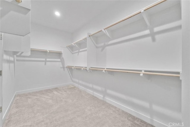 spacious closet featuring carpet