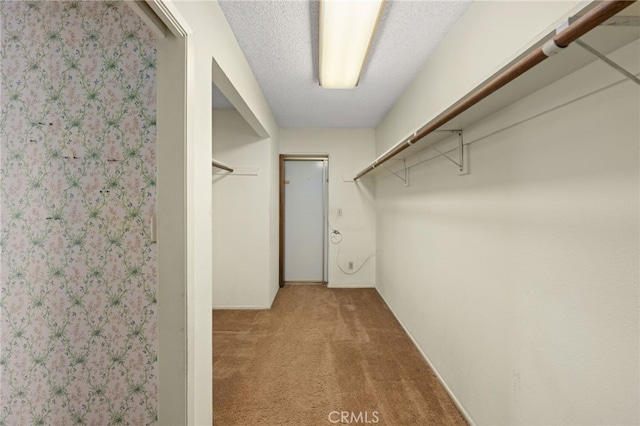 spacious closet featuring carpet floors