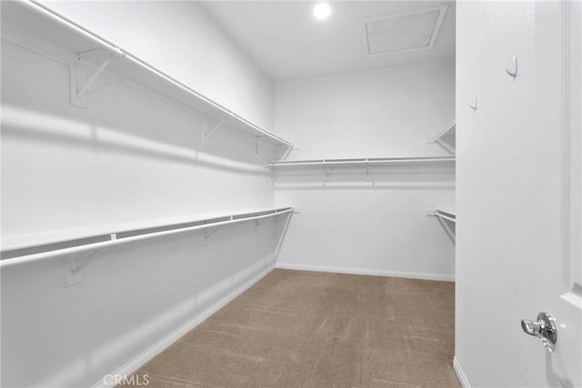 spacious closet featuring carpet flooring