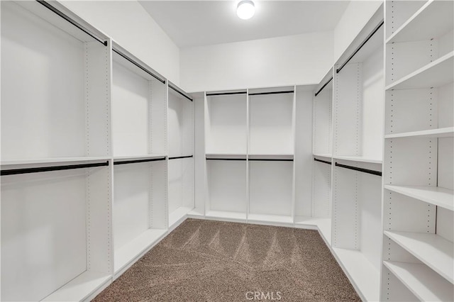 walk in closet featuring carpet