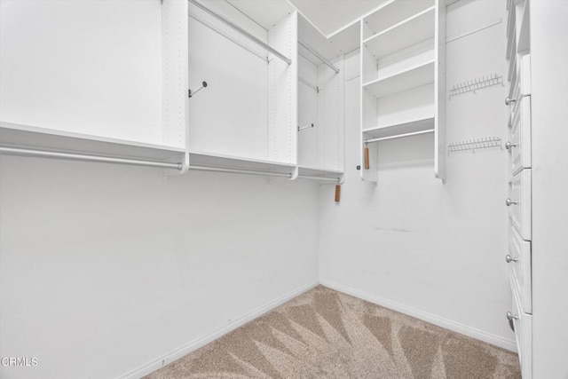 spacious closet with carpet flooring