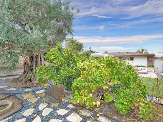 view of yard with a patio area