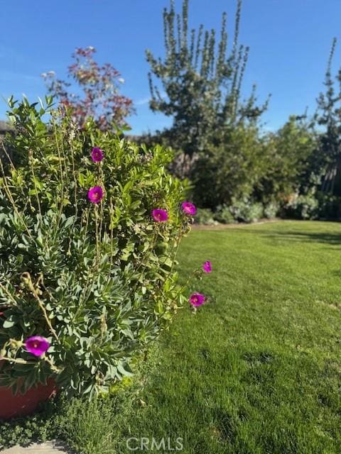 315 Timberline Way S, Madera, CA 93636 - view of grassy yard