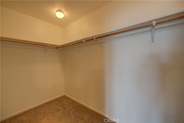 spacious closet with carpet flooring