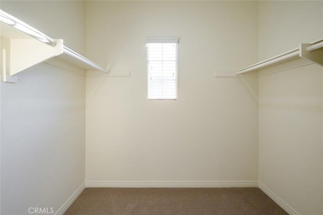 spacious closet featuring carpet floors