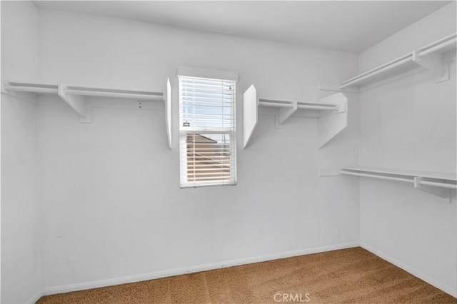 walk in closet featuring carpet