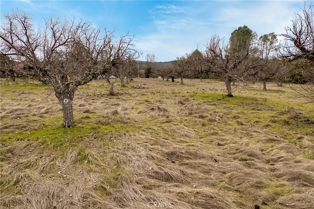 view of local wilderness with a rural view