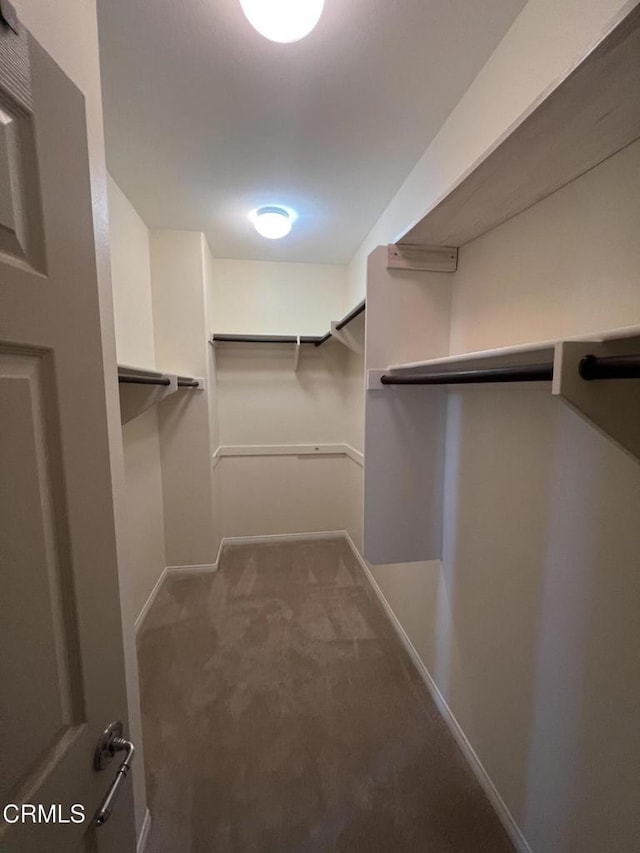 walk in closet with carpet floors