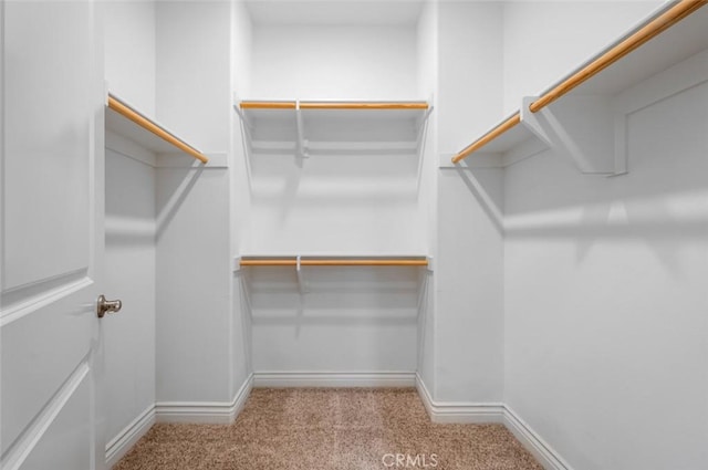 walk in closet with carpet flooring