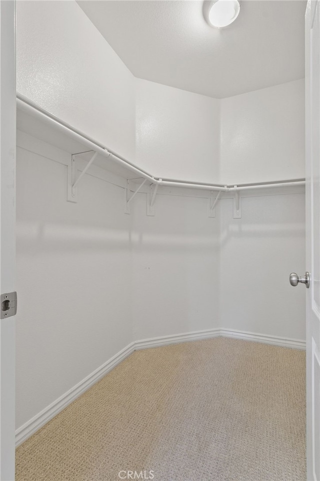 walk in closet with carpet floors