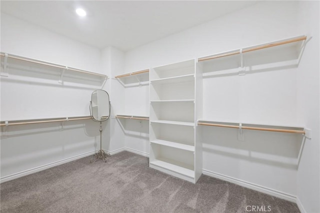 walk in closet with carpet flooring