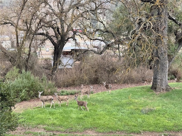 view of yard with a rural view