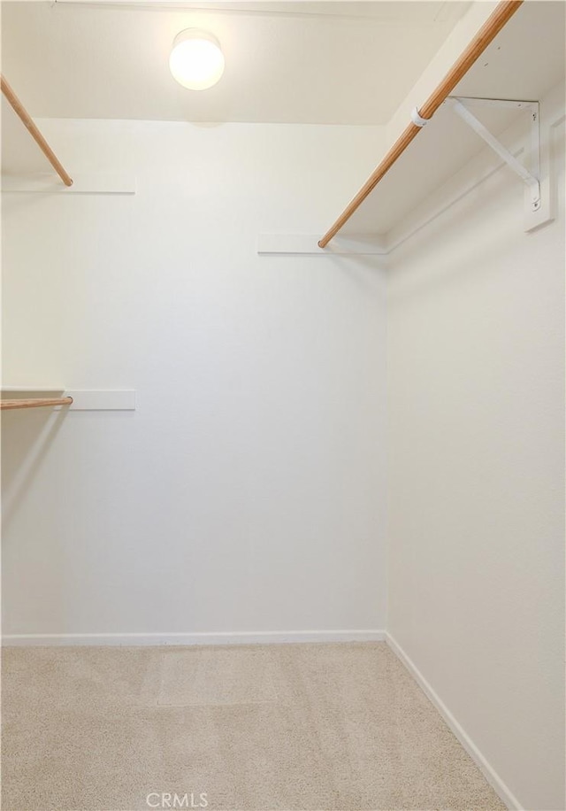 spacious closet featuring carpet flooring