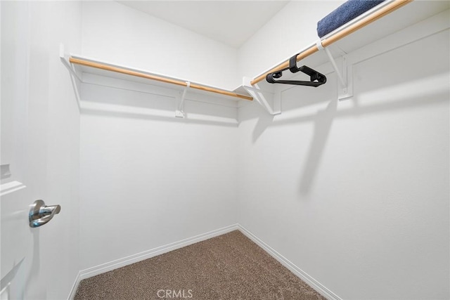 spacious closet featuring carpet floors