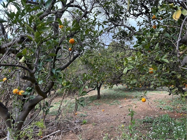 view of local wilderness