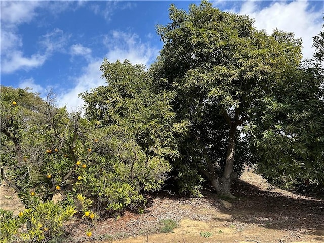 view of local wilderness