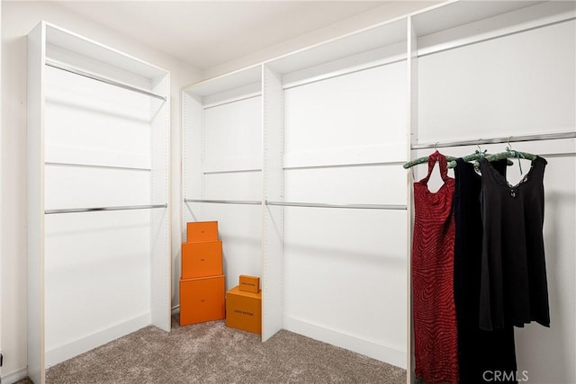 walk in closet featuring carpet floors