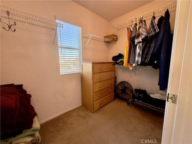 spacious closet featuring carpet