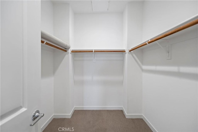 spacious closet with carpet flooring