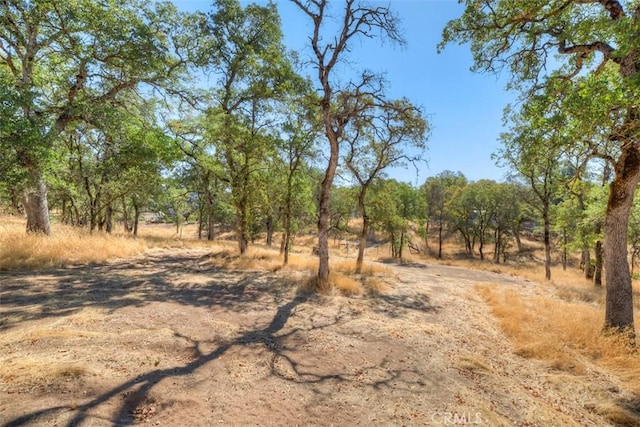 view of local wilderness