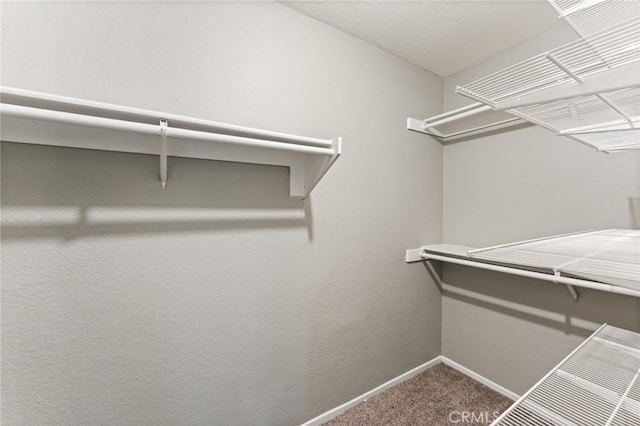 walk in closet with carpet flooring
