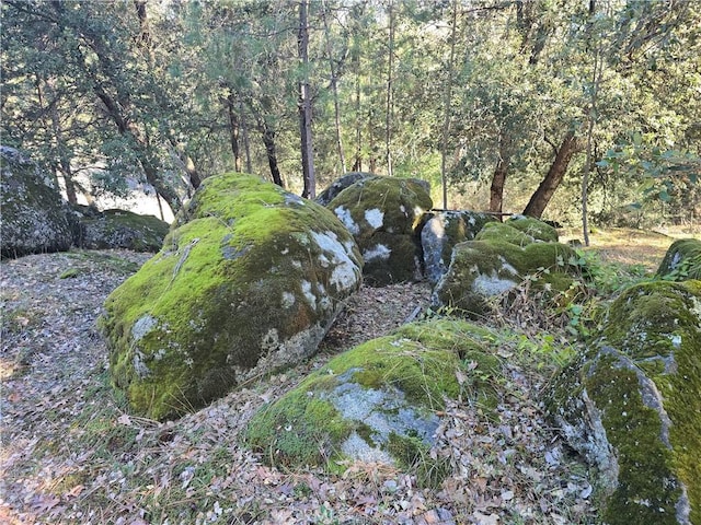 view of local wilderness