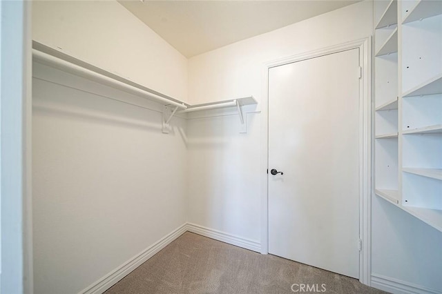 walk in closet featuring carpet floors