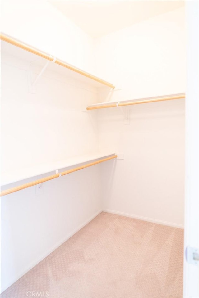 spacious closet featuring carpet flooring