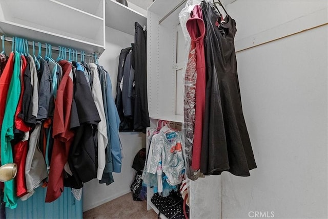 spacious closet featuring carpet flooring