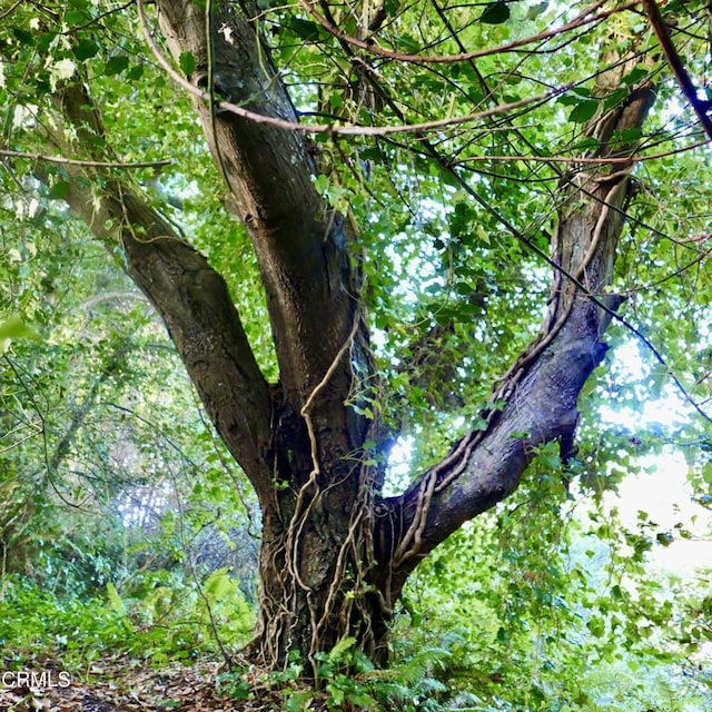 view of local wilderness